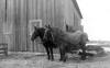 Reinhold Farm - Team of Plow Horses